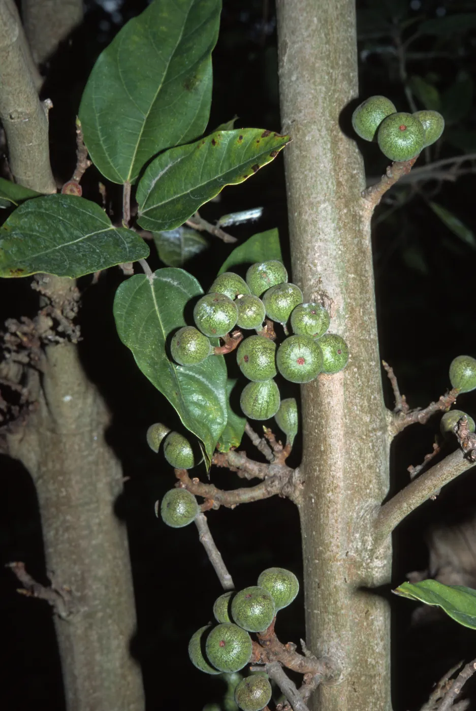 Ficus capensis