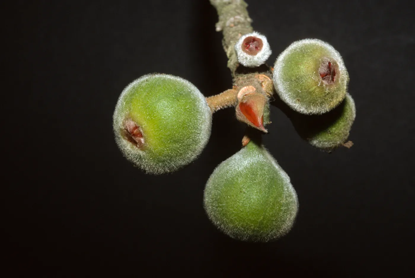 ficus gnaphalocarpa