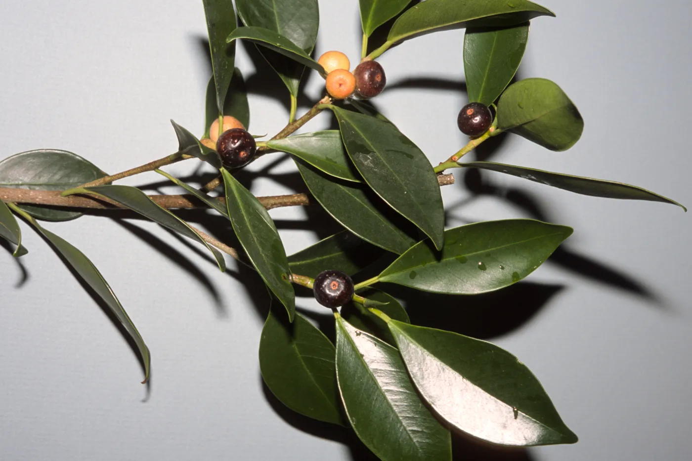 Ficus microcarpa var. nitida