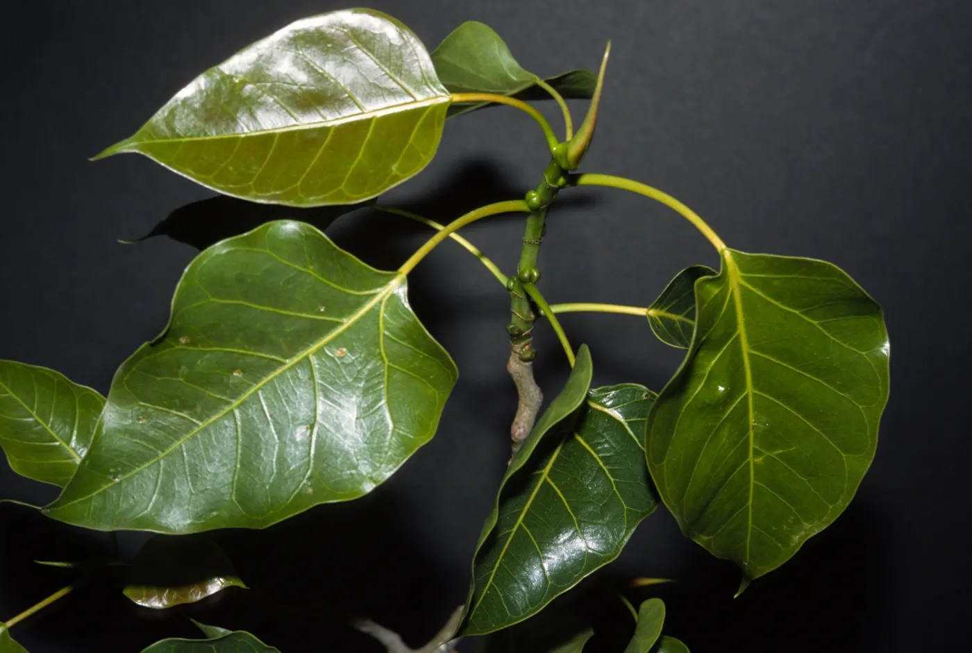 Ficus rumphii