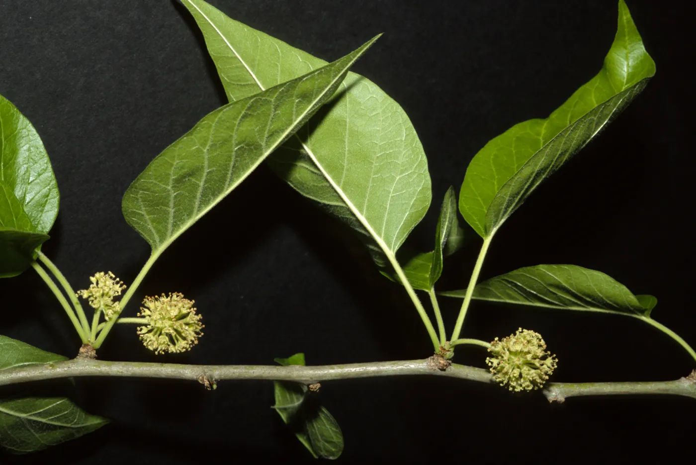 Maclara pomifera