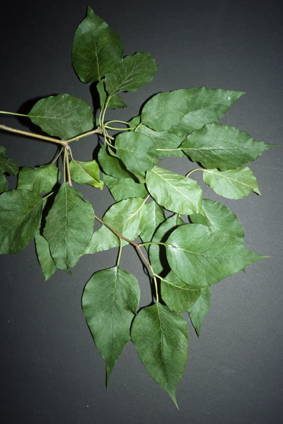 Maclura pomifera