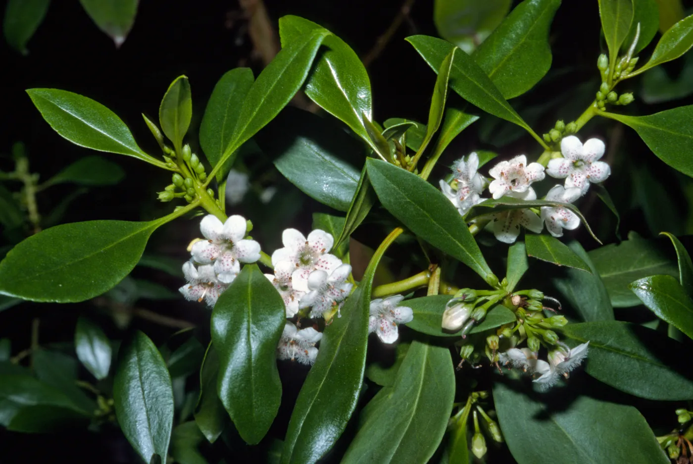 Myoporum laetum