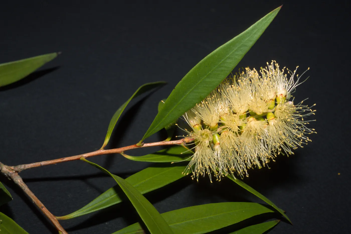 Callistemon salignus