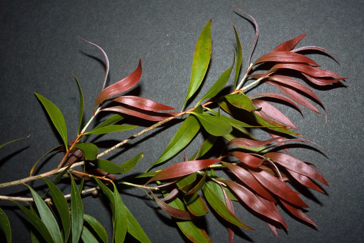 Callistemon salignus
