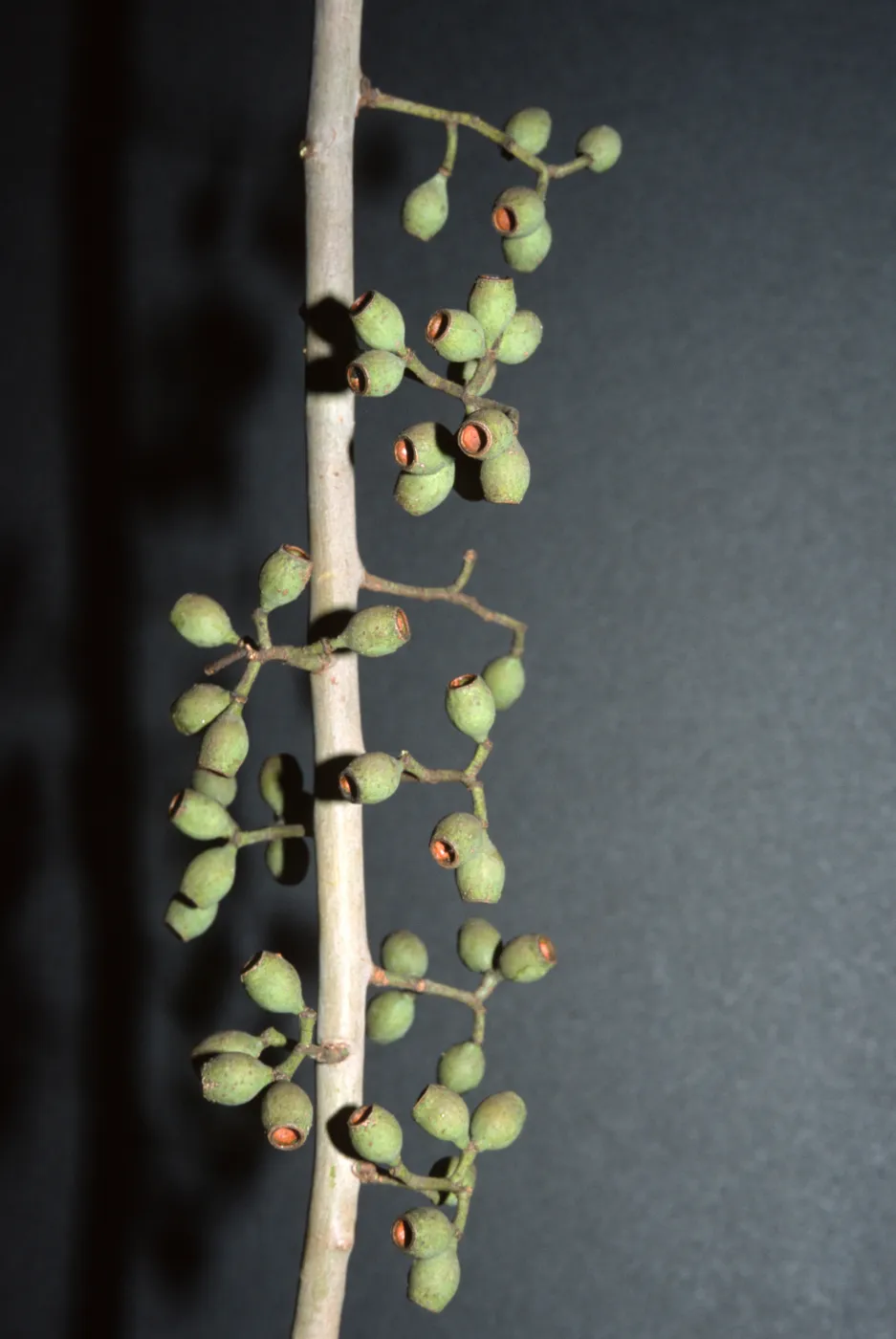 Corymbia citriodora, also called Eucalyptus citriodora