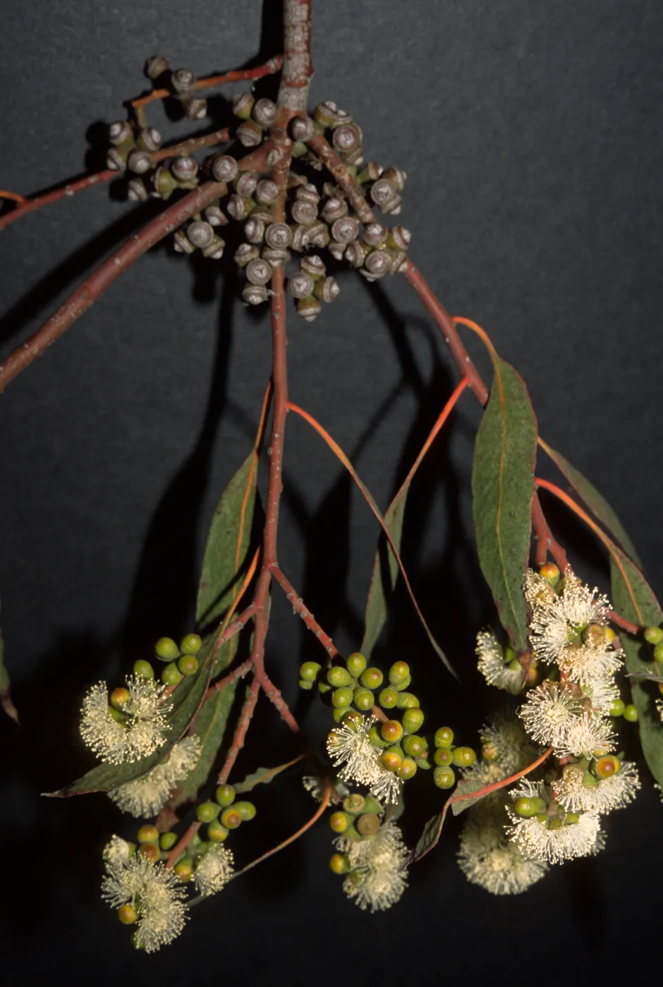 Eucalyptus bridgesiana