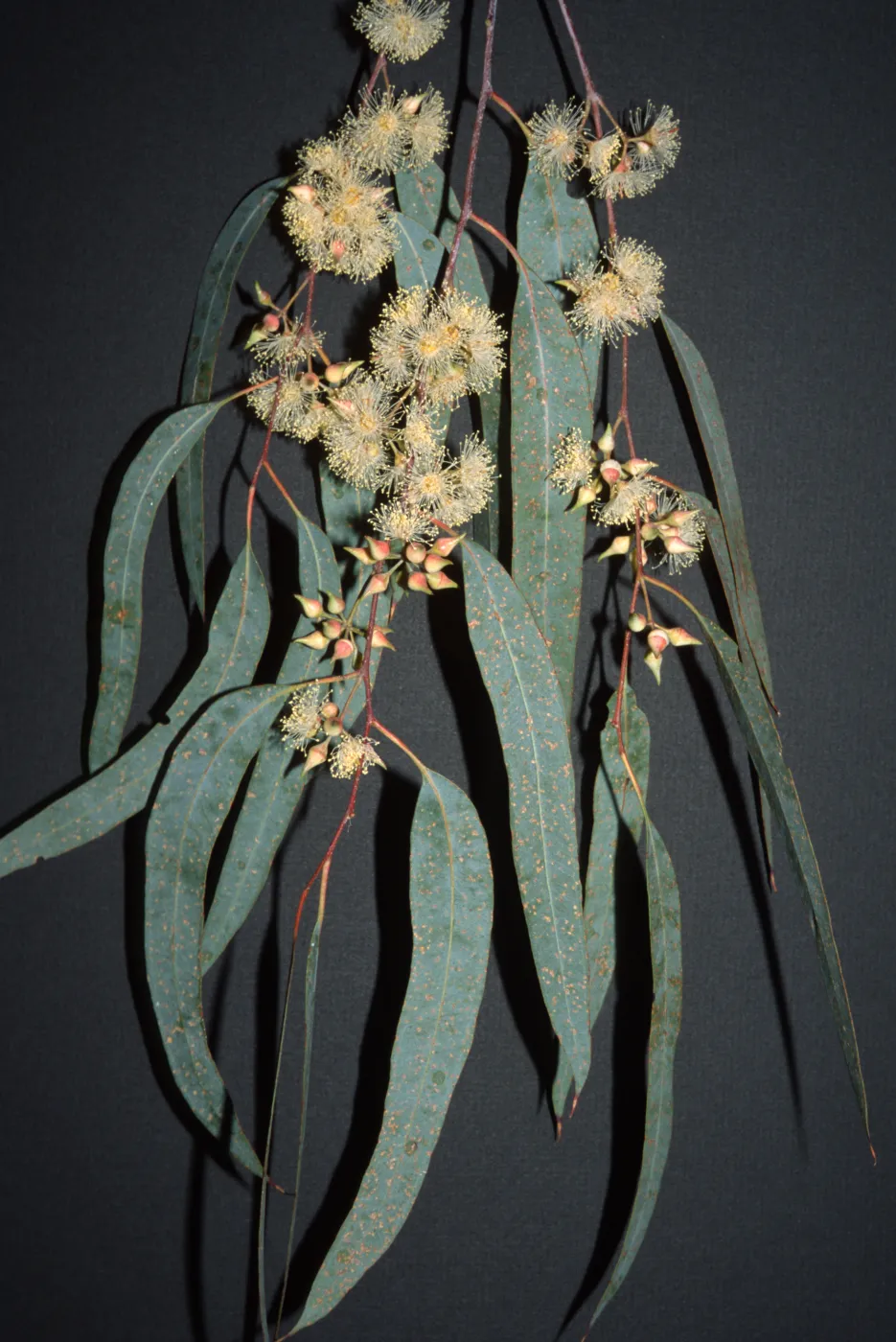 Eucalyptus camaldulensis