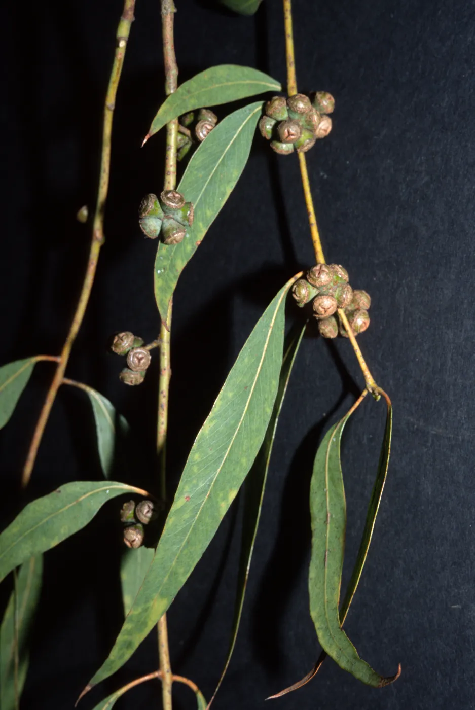 Eucalyptus cephalocarpa