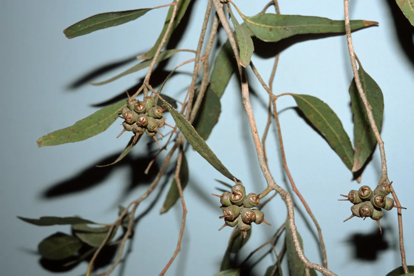 Eucalyptus cornuta
