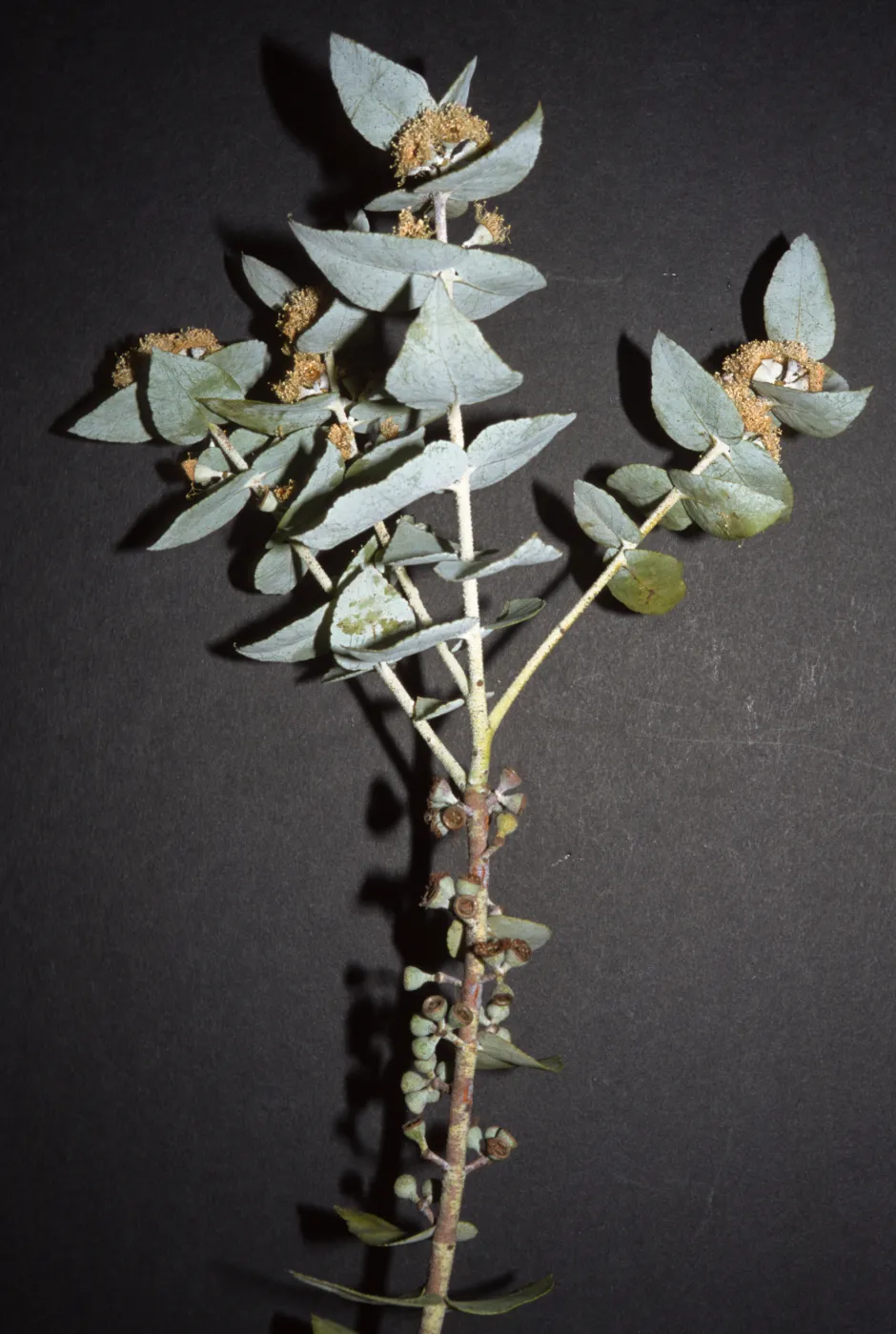 Eucalyptus crenulata
