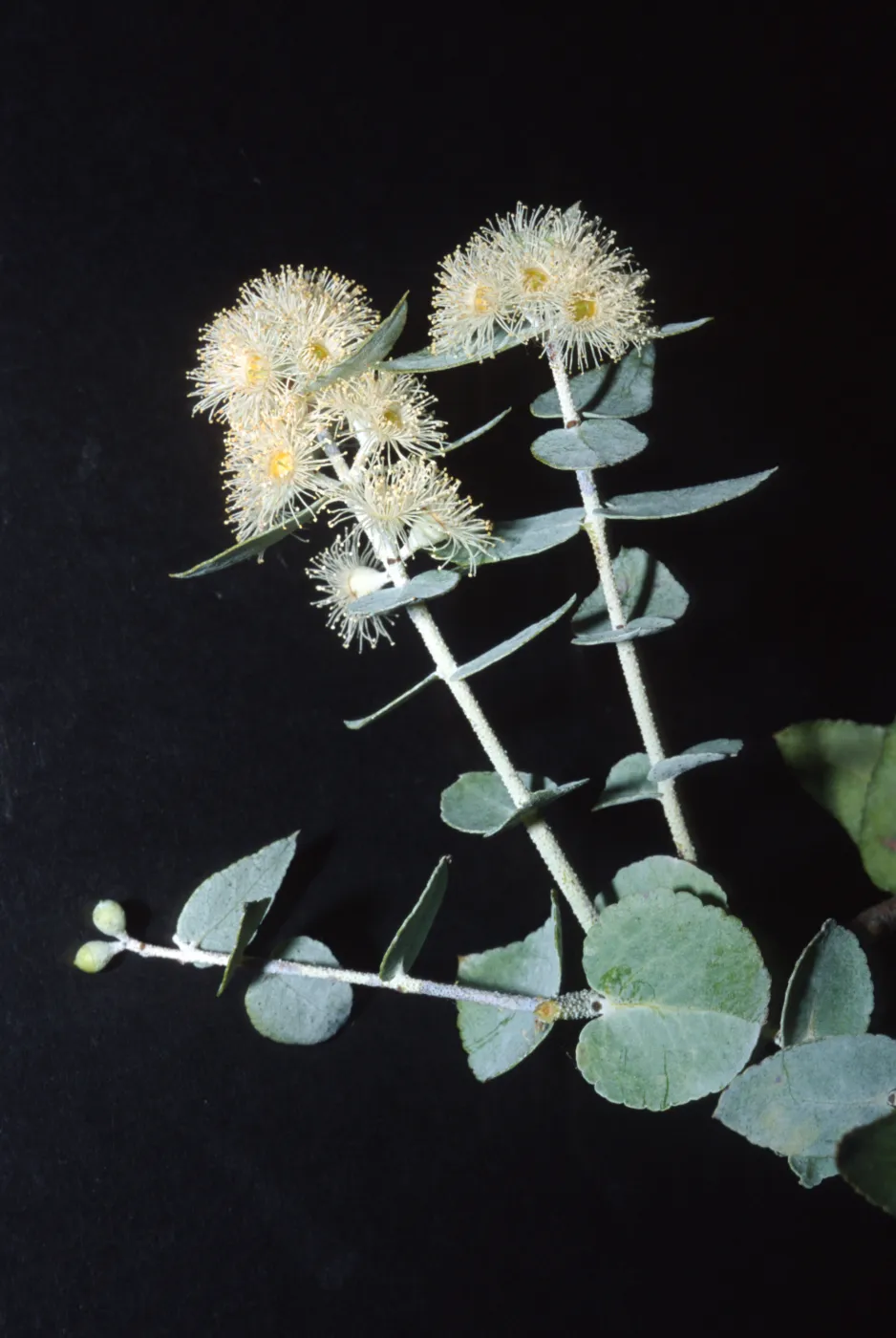 Eucalyptus crenulata