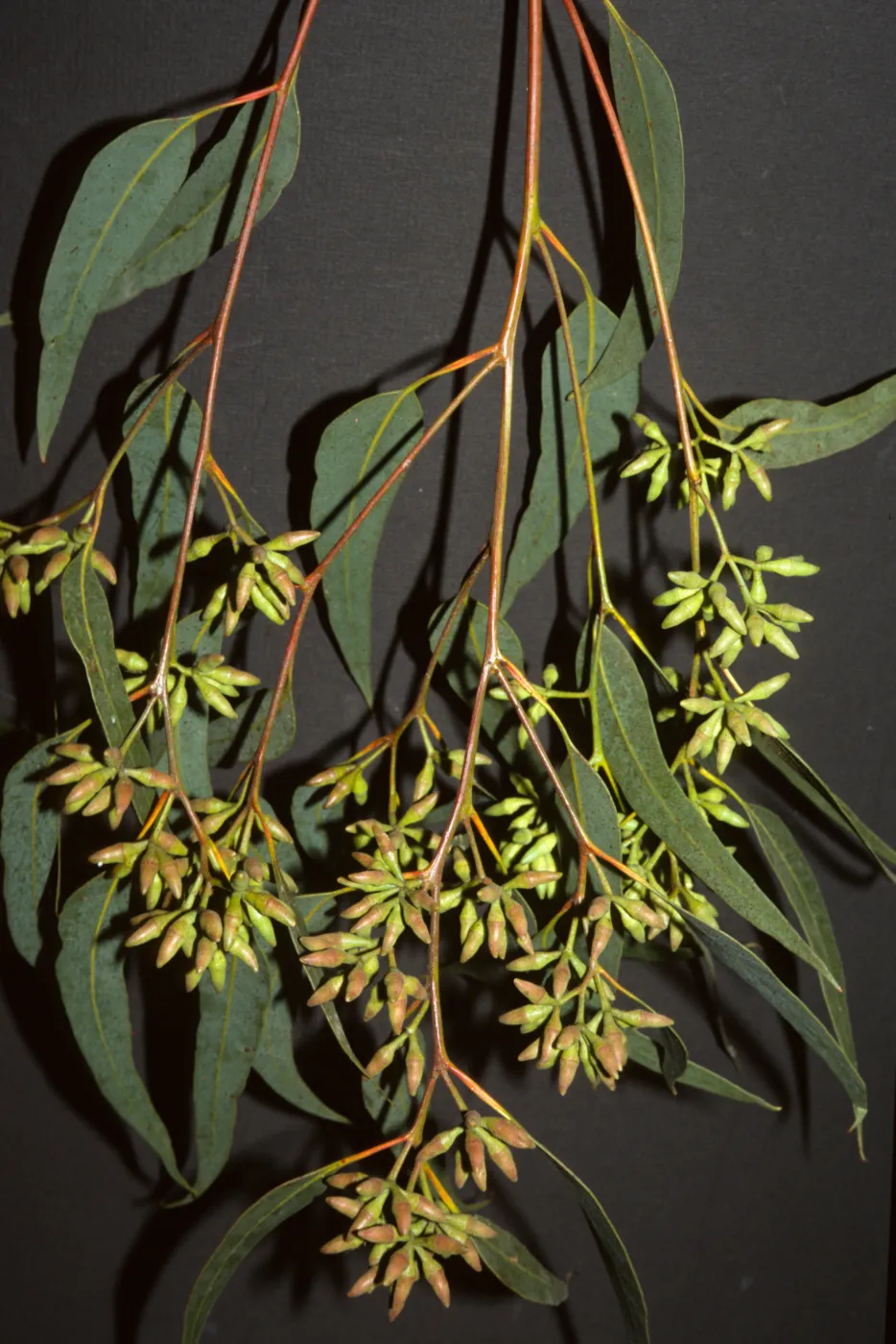 Eucalyptus fibrosa subs. fibrosa