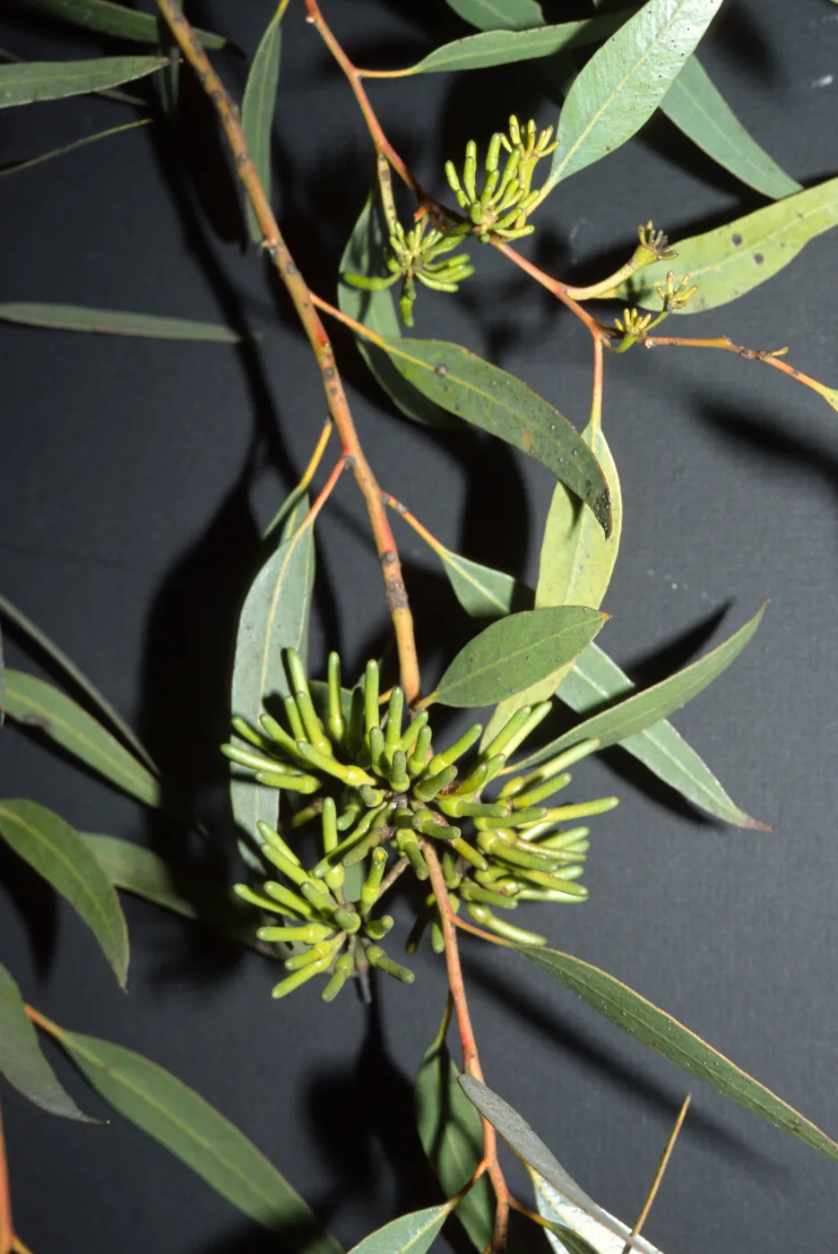 Eucalyptus macrandra