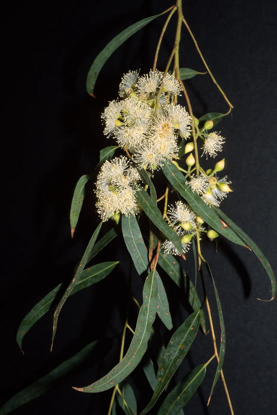 Eucalyptus punctata