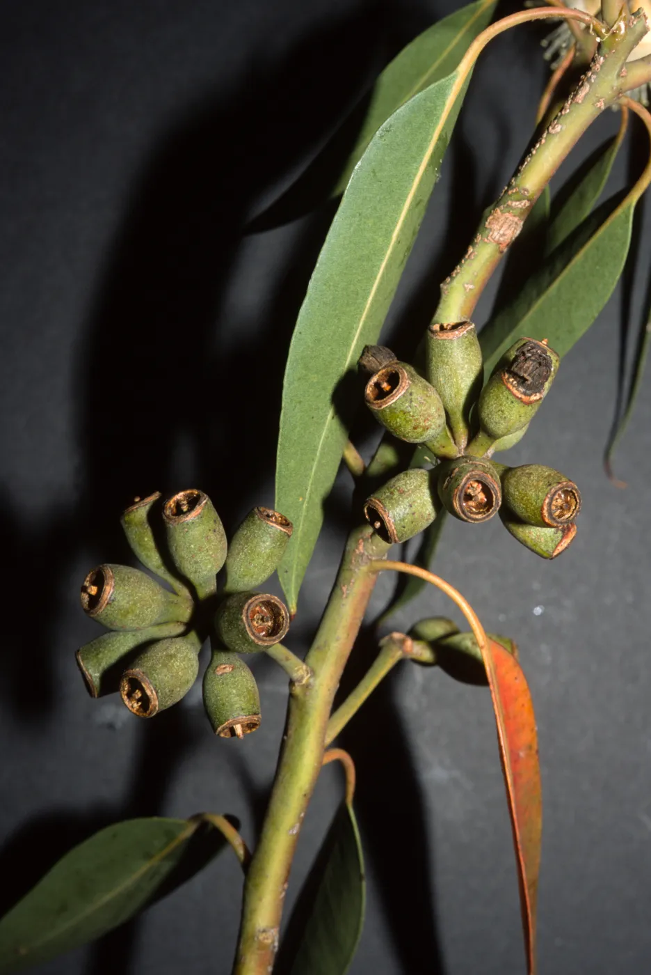 Eucalyptus robusta