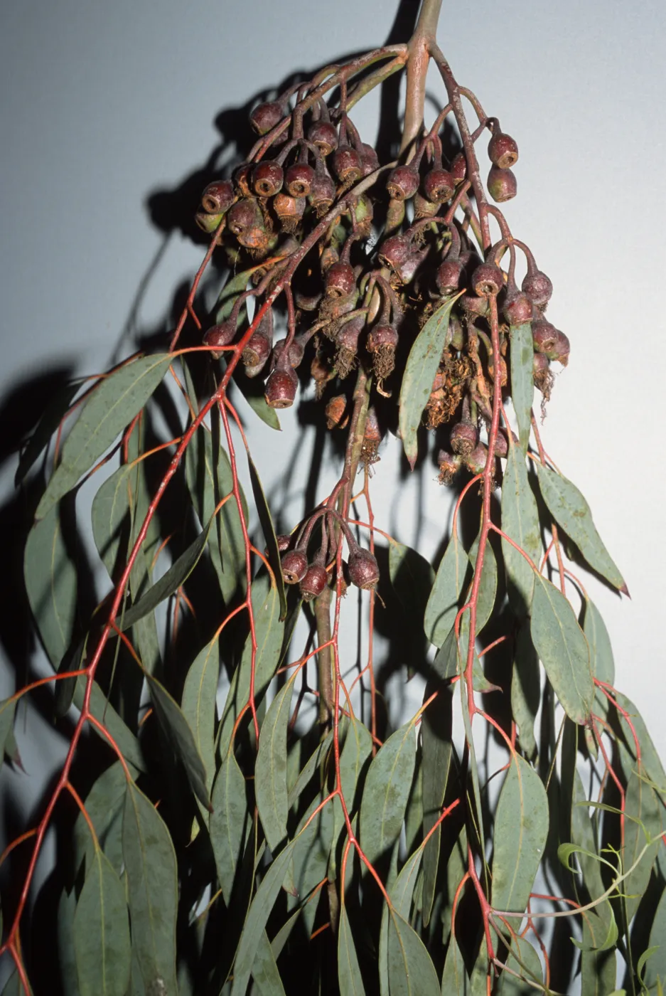 Eucalyptus sideroxylon