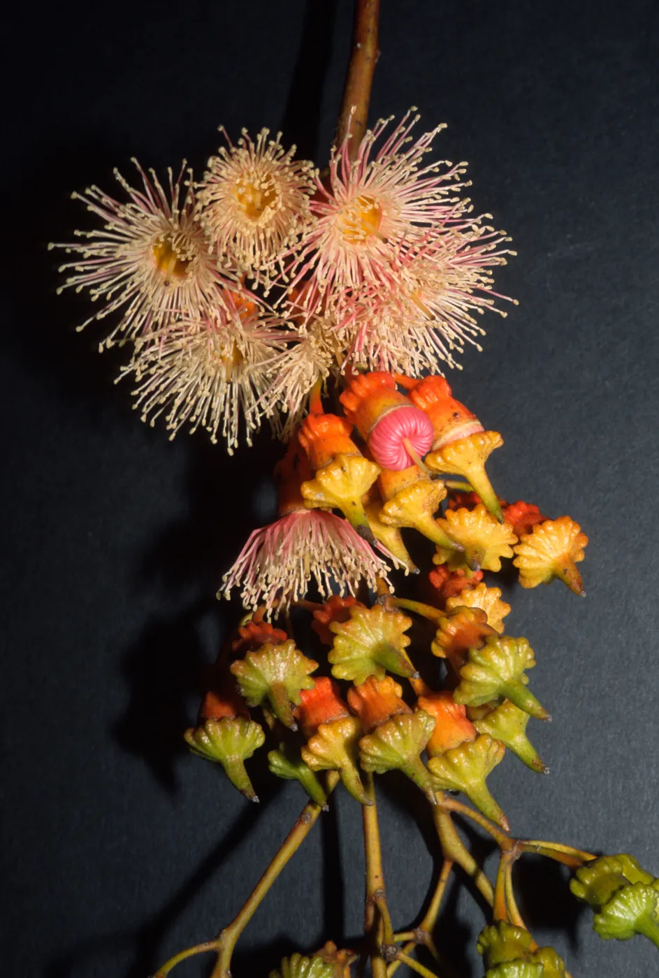 Eucalyptus torquata