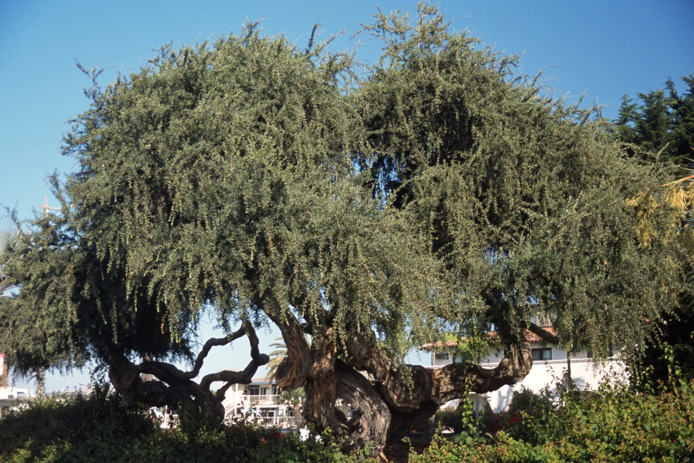 Leptospermum laevigatum