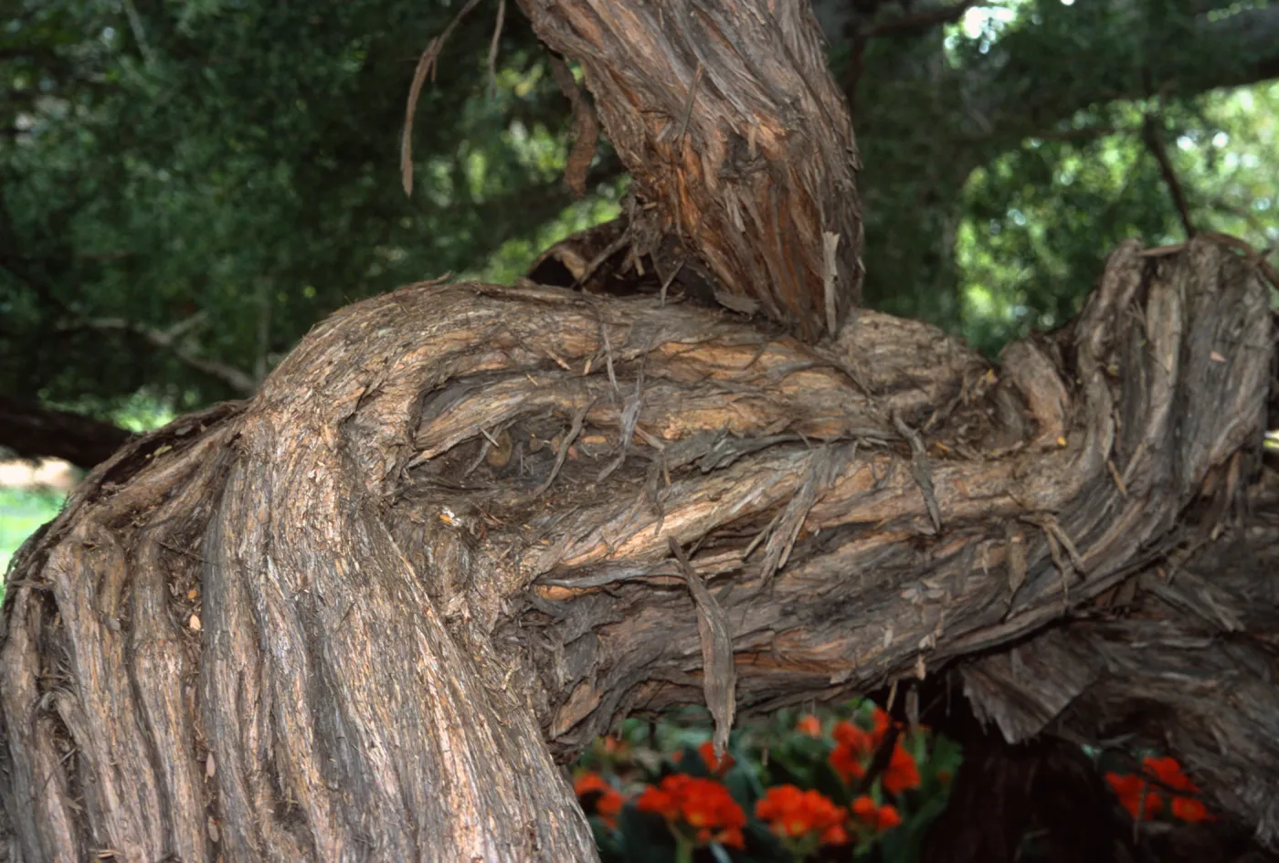Leptospermum laevigatum