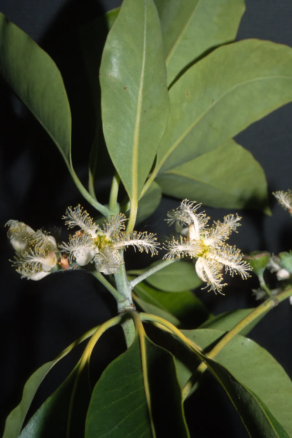 Lophostemon confertus