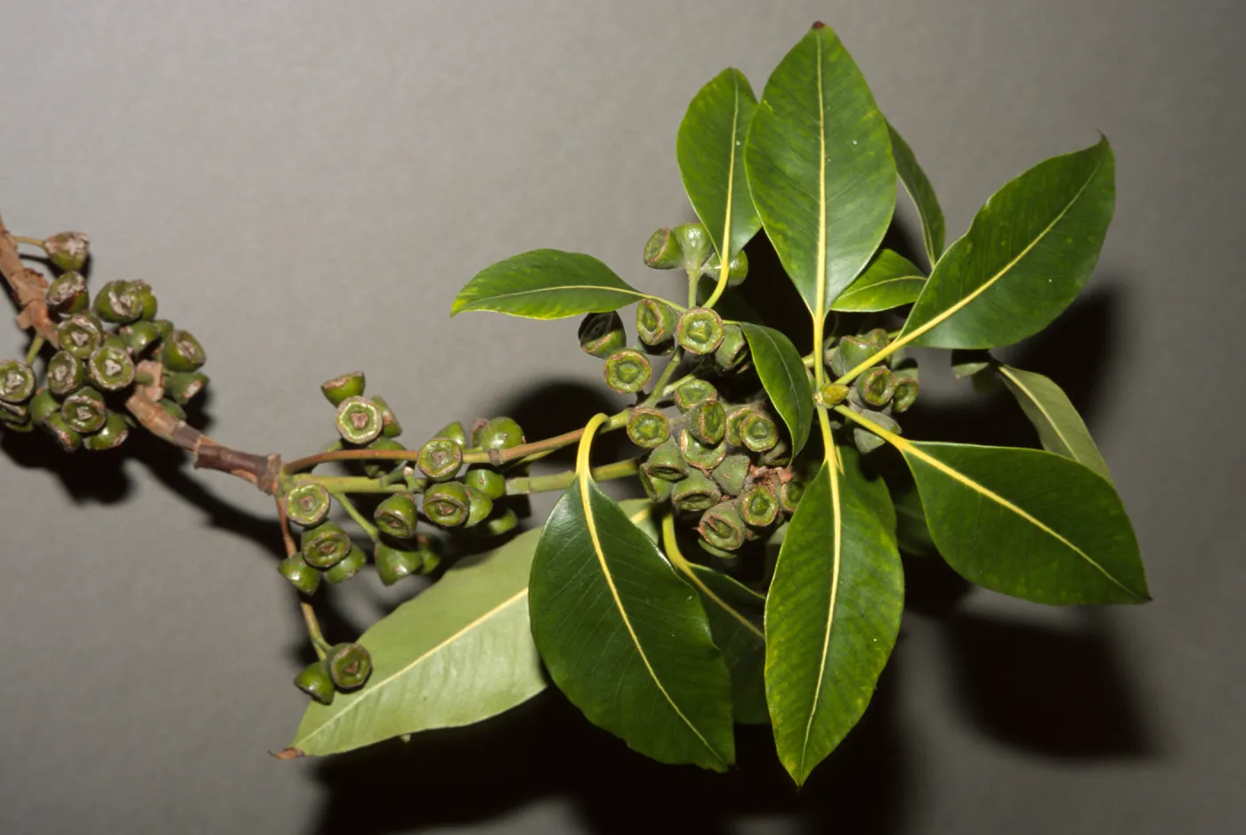 Lophostemon confertus