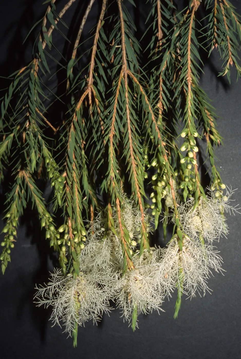 Melaleuca linariifolia