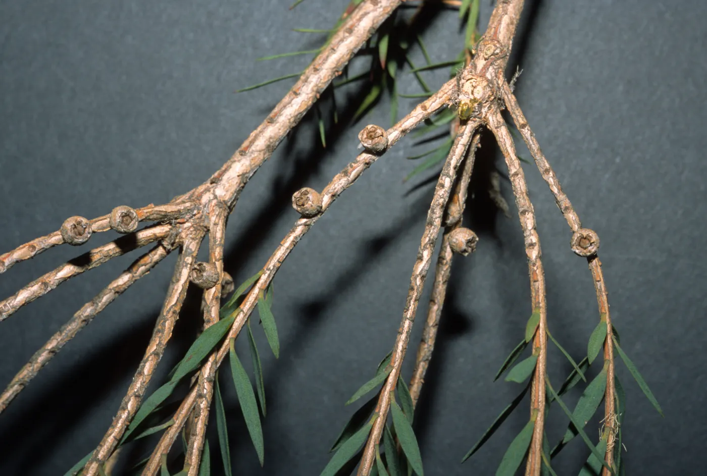 Melaleuca linariifolia
