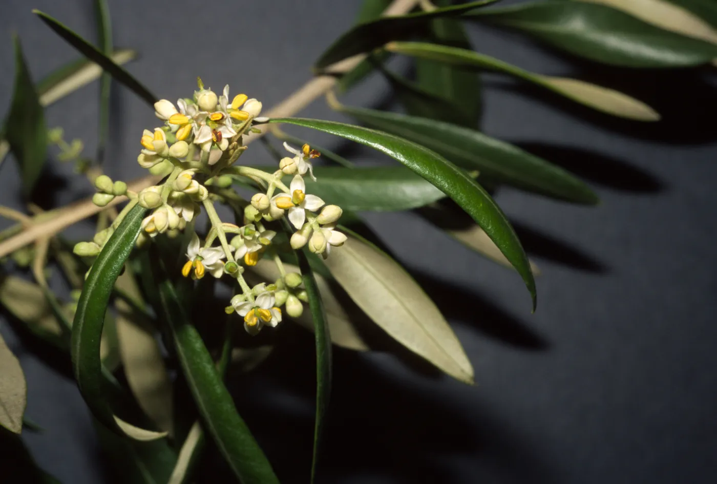 Olea europaea