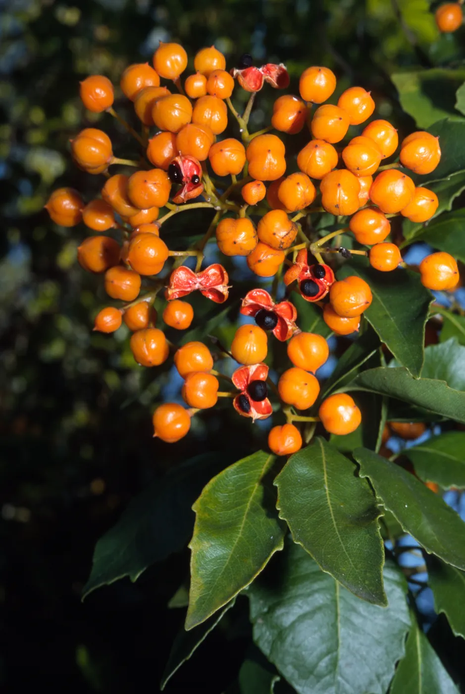 Pittosporum rhombifolium