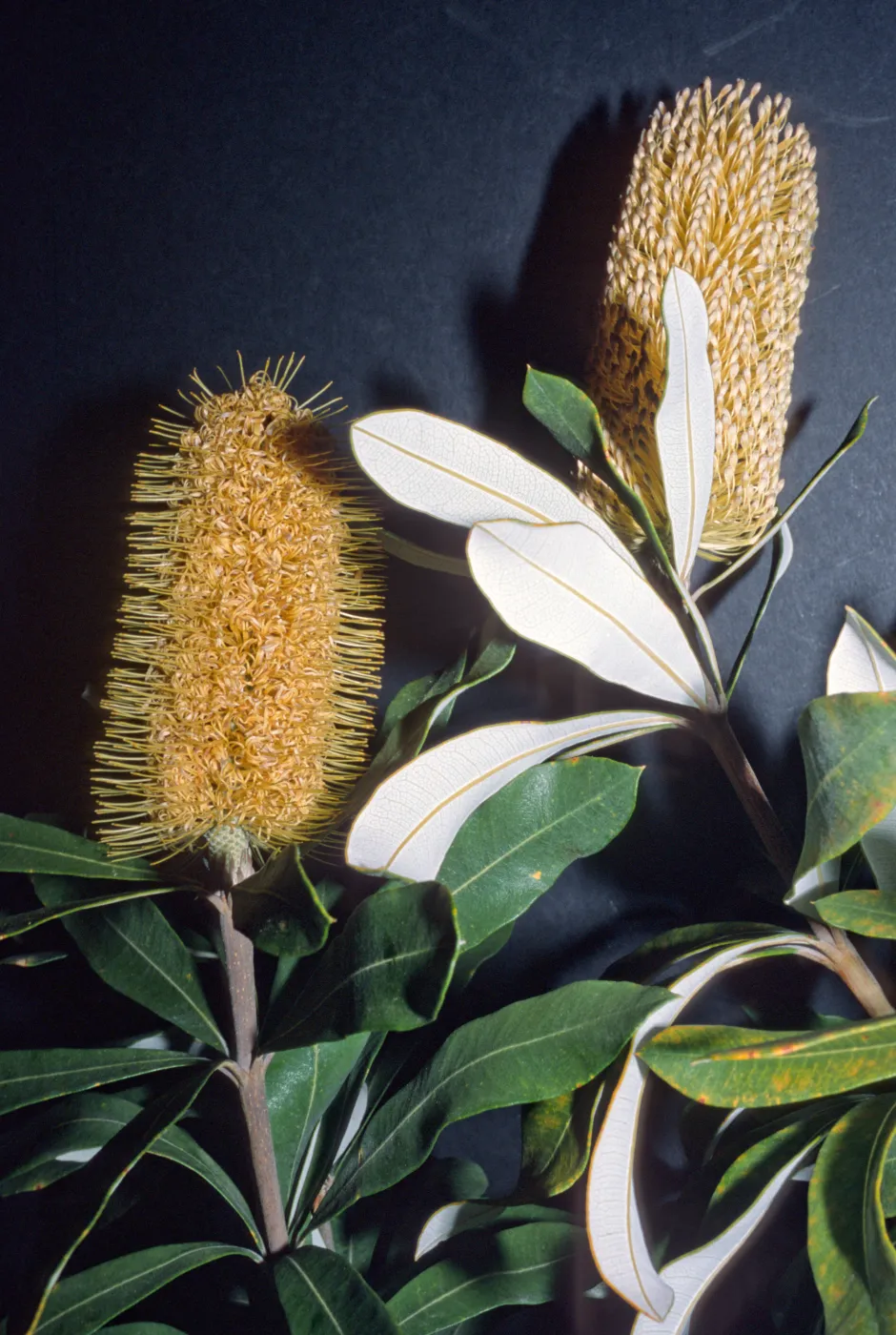 Banksia integrifolia