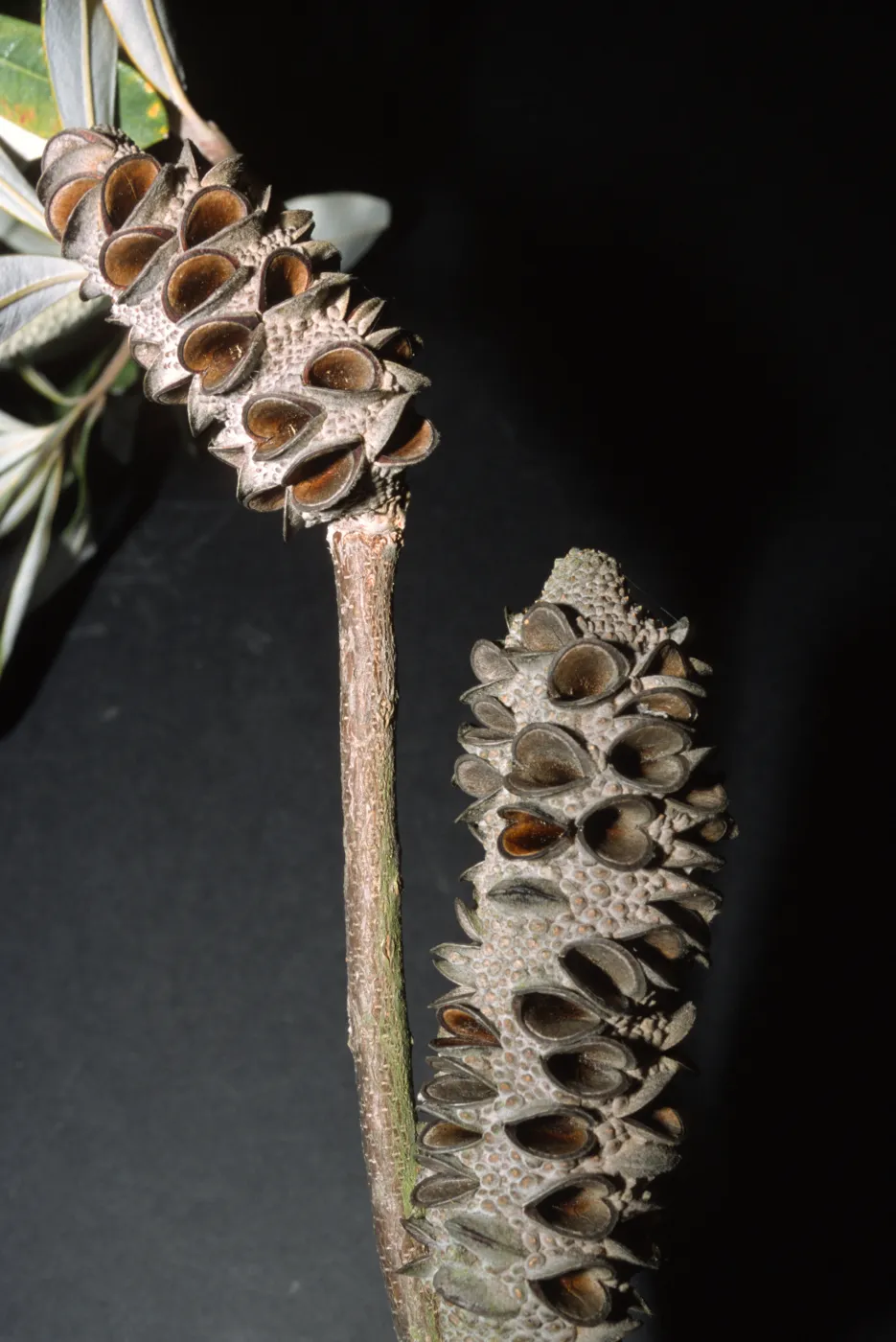 Banksia integrifolia