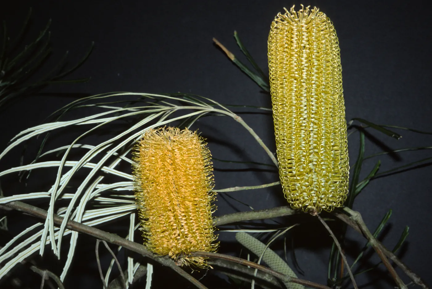 Banksia verticillata