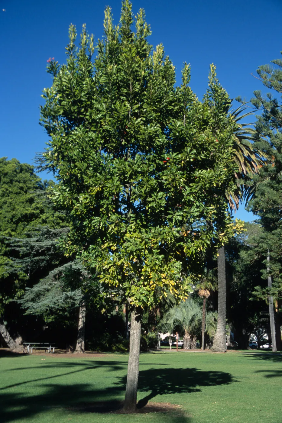 Stenocarpus sinuatus