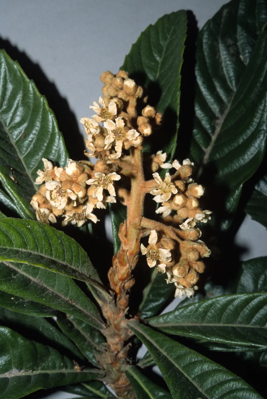 Eriobotrya japonica