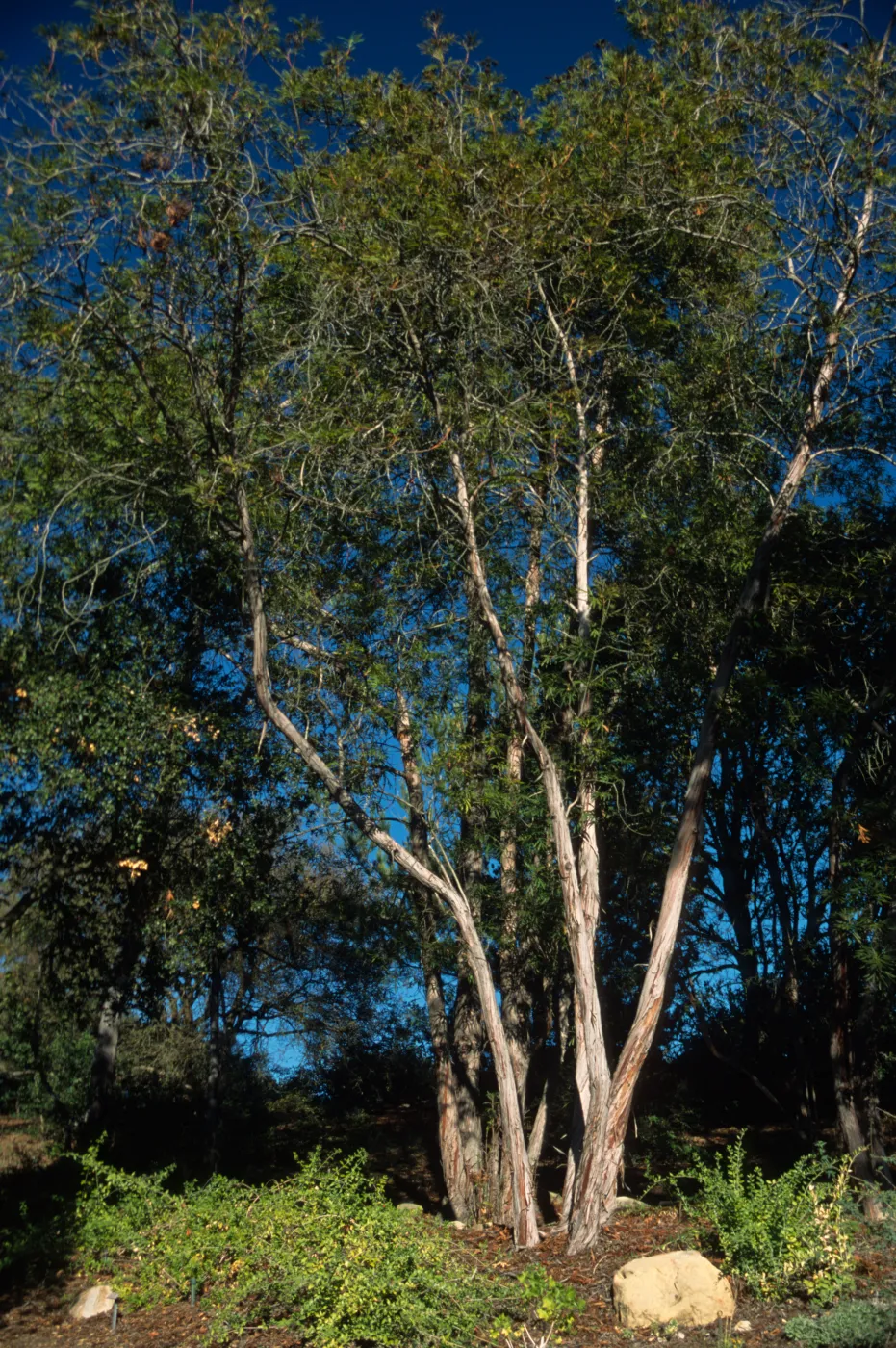 Lyonothamnus floribundus subsp. aspleniifolius