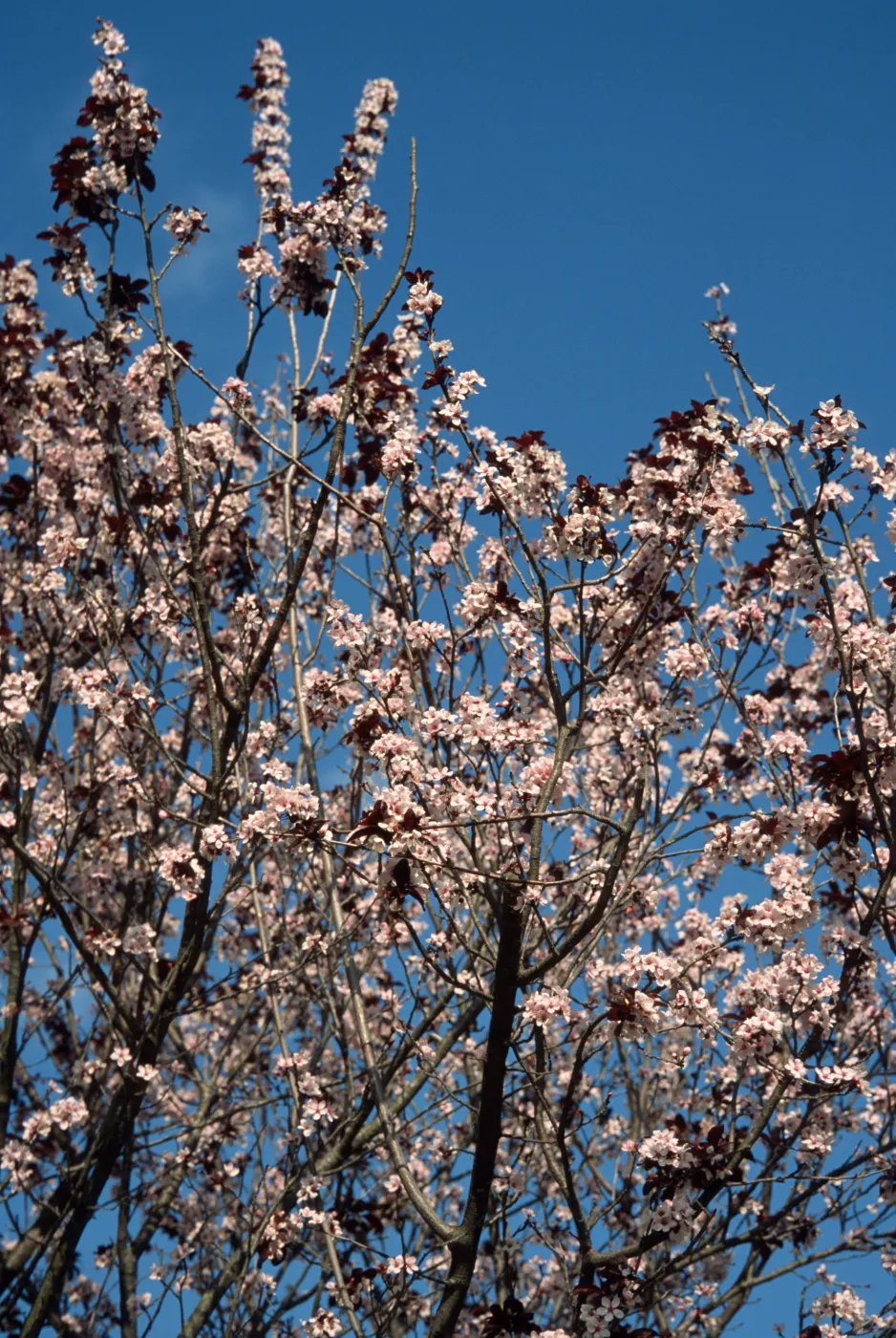 Prunus cerasifera 'Atropurpurea'