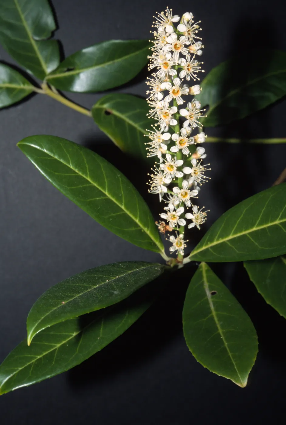 Prunus laurocerasus