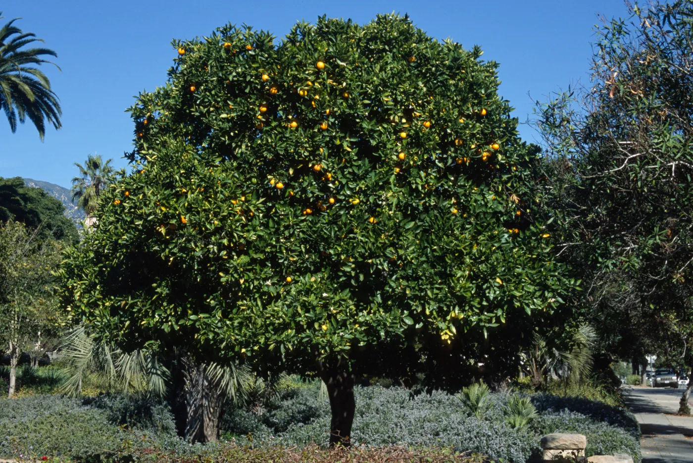Citrus sinensis