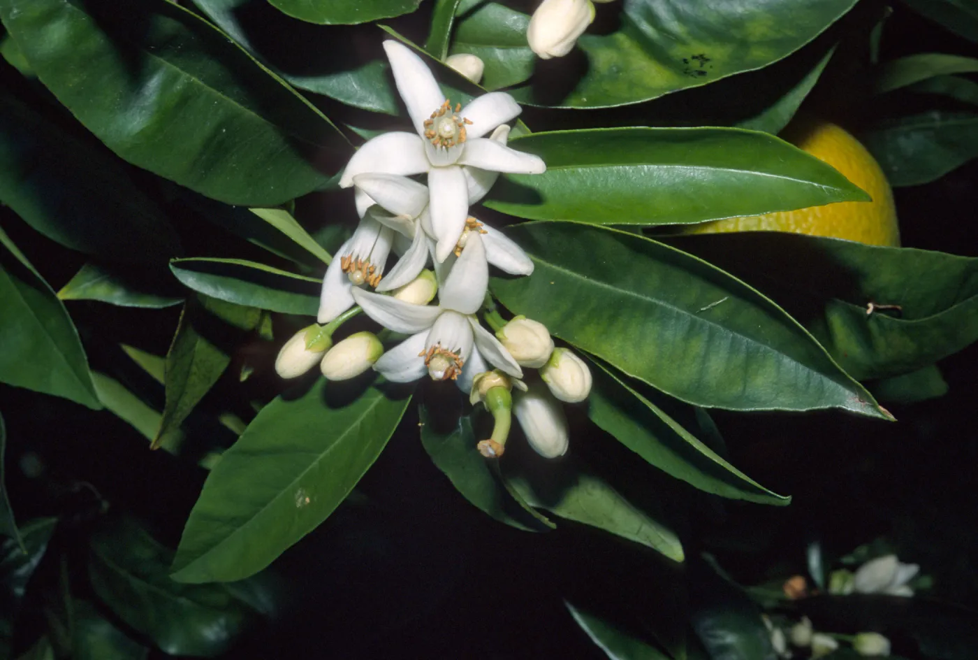 Citrus sinensis