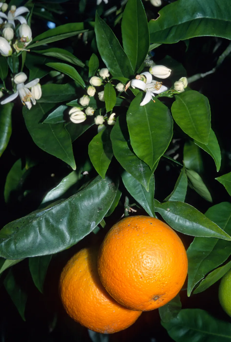 Citrus sinensis