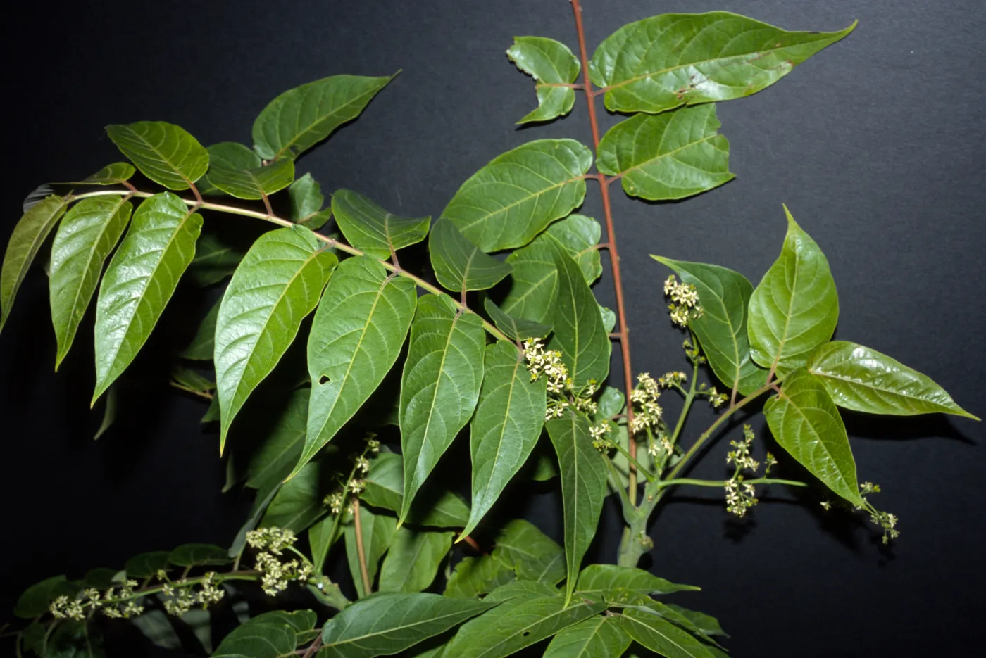 Ailanthus altissima