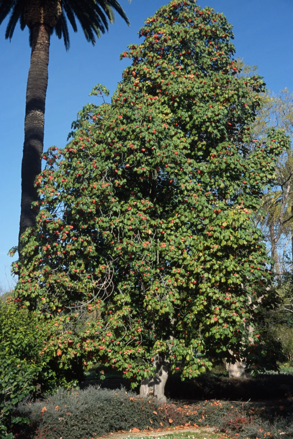 Dombeya cacuminum