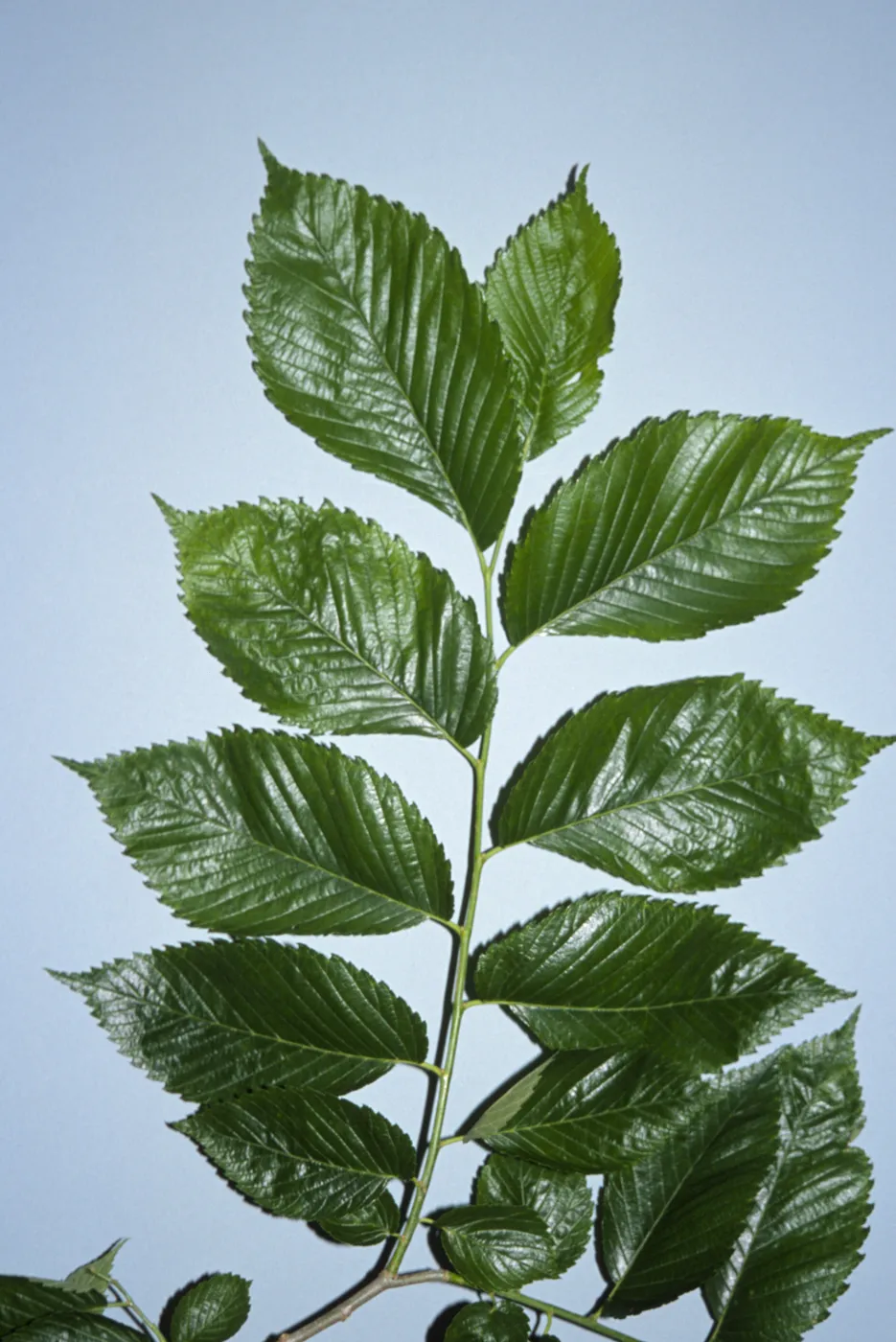 Ulmus americana