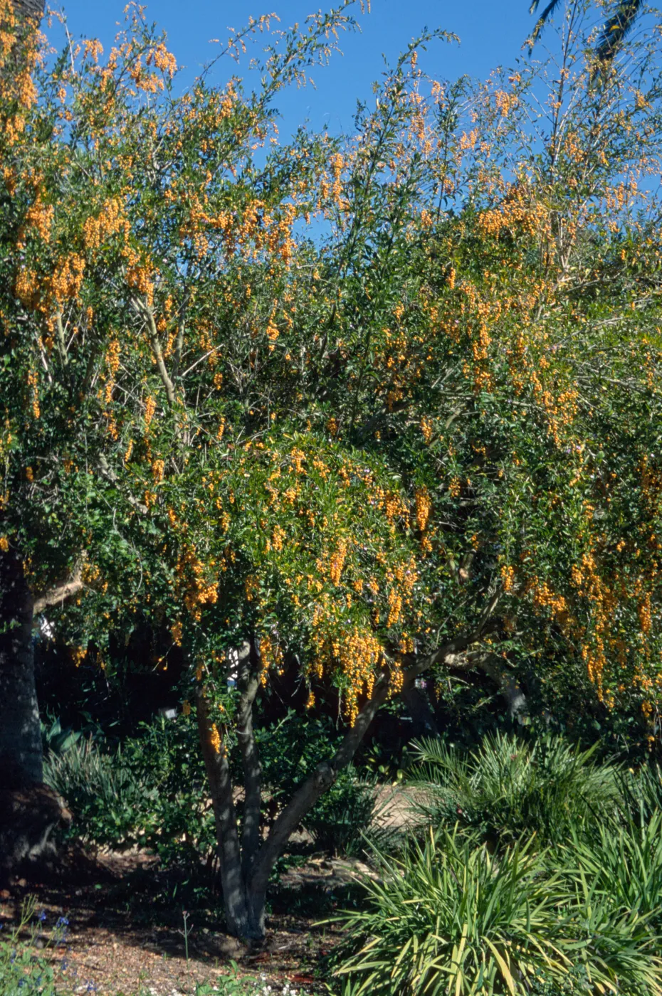 Duranta repens or Duranta erecta