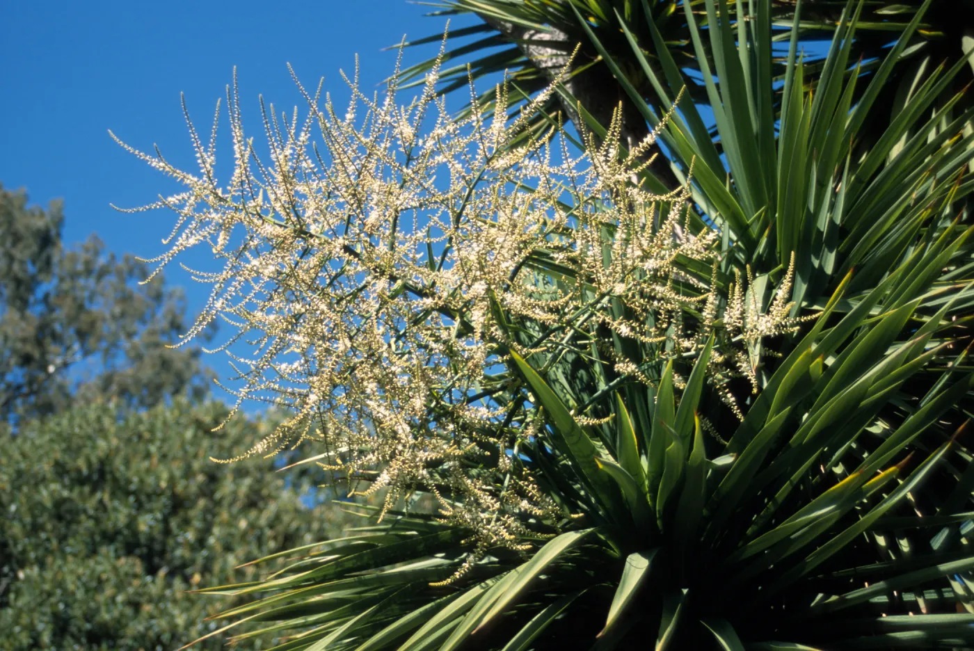 Cordyline australis