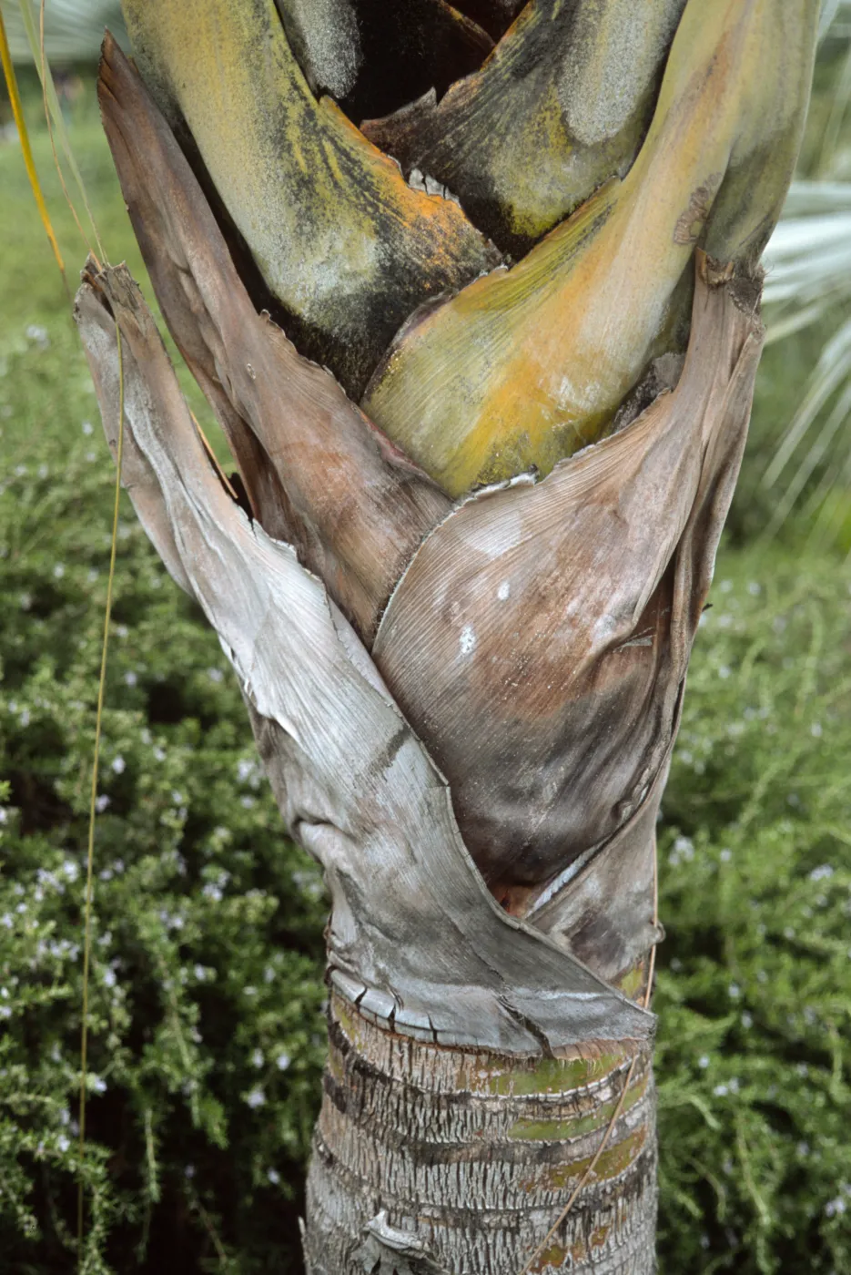 Dypsis decaryi