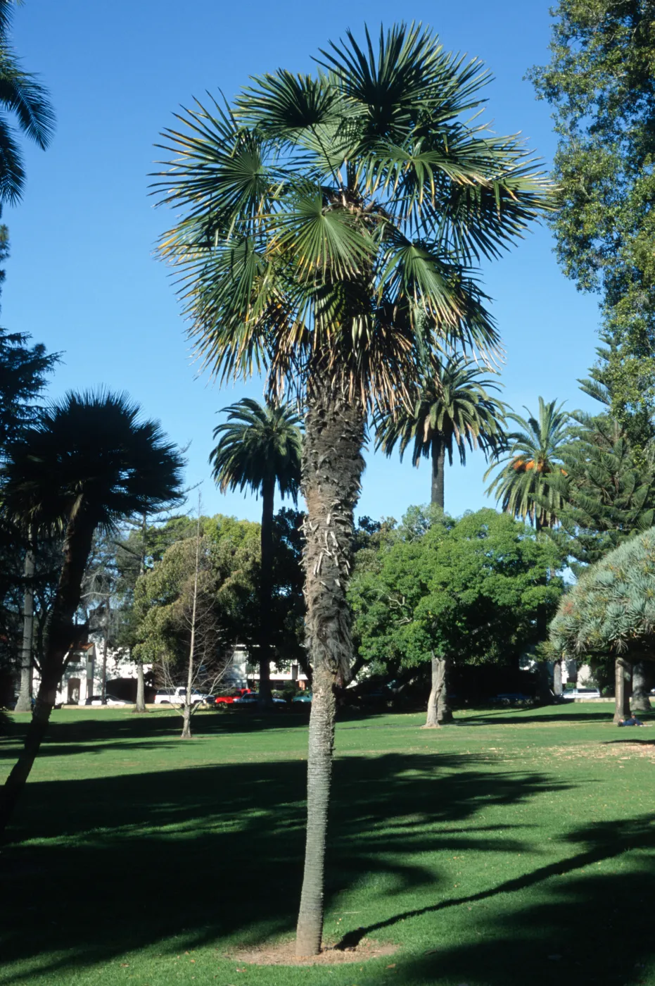 Trachycarpus fortunei