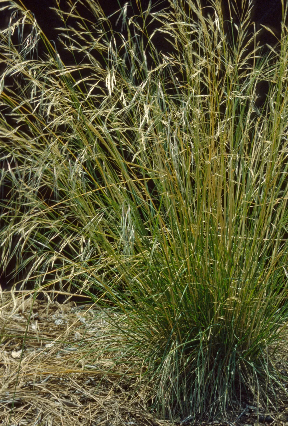 Stipa pulchra, Purple needle grass