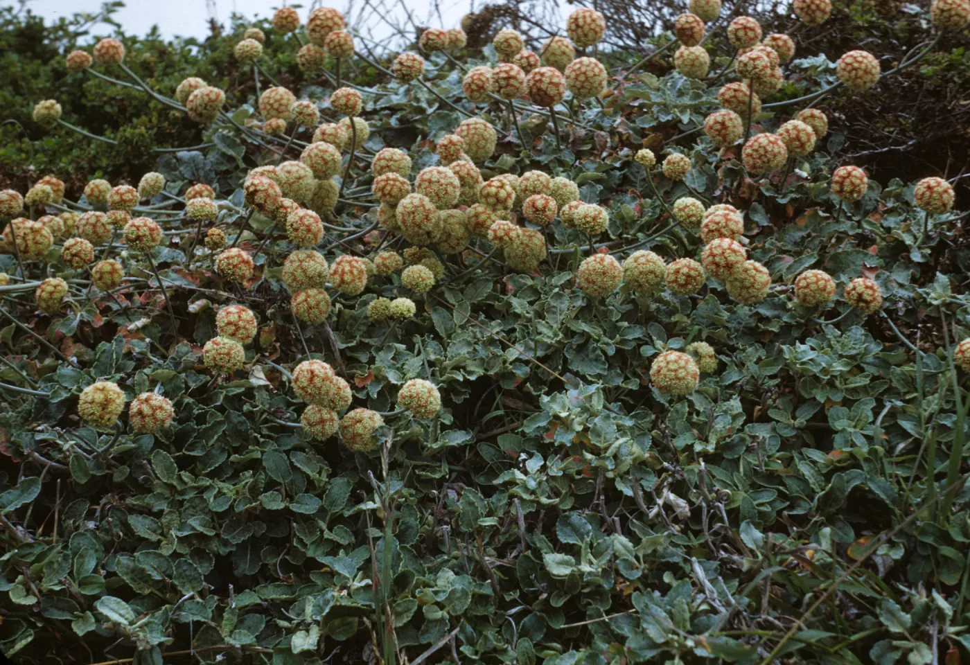 Eriogonum latifolium at Pigeon Point on Highway 1